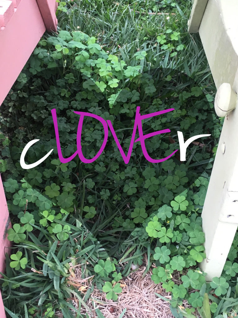 cLOVEr